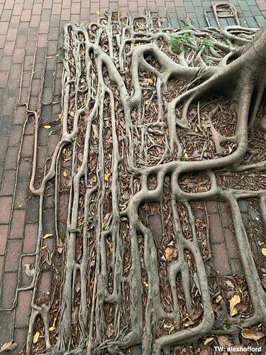 Banyan.tree.roots