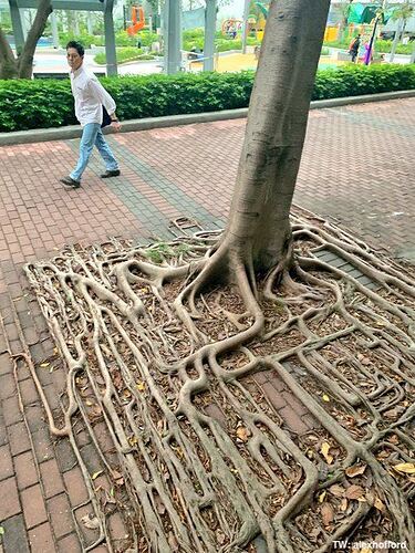 banyon.tree.roots2