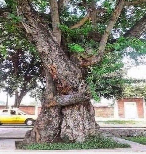 tree.hug