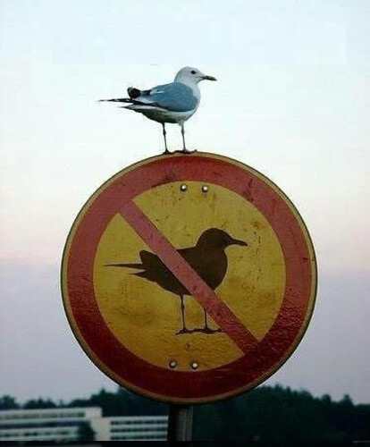 No bird