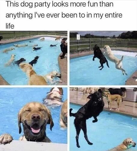 dogs.pool