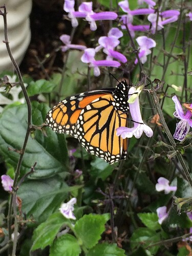 Queen Elizabeth, the only Monarch Butterfly that survived my butterfly garden_ I managed to save her by bringing her chrysalis inside. The rest didn't survive the predators. Next year I'll bring them in earlier