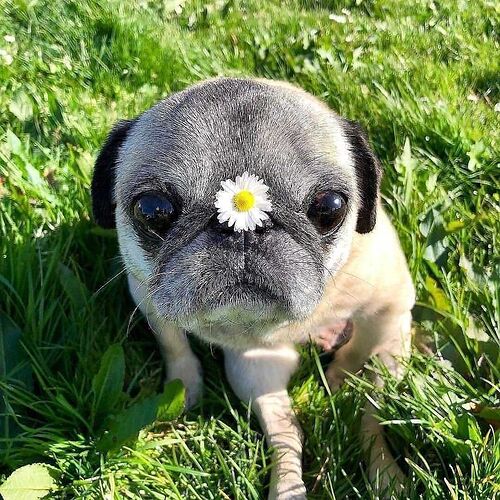 flower.dog