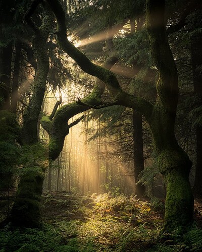 Forestt sunlight