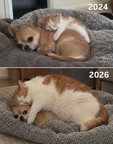 Cat on dog