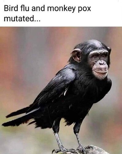 monkey-bird pox