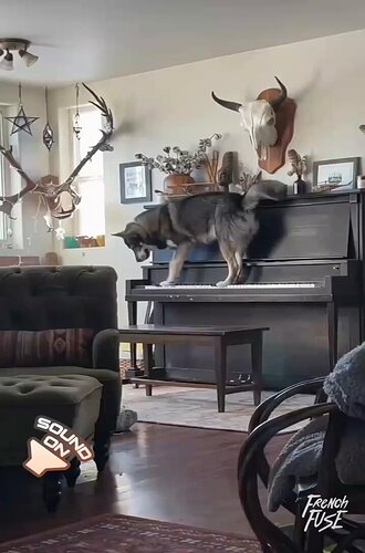 PianoDog