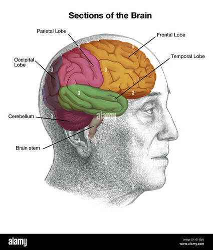 illustration-of-a-mans-head-with-the-location-of-the-brain-important-G156JG