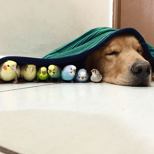 Dog and birds