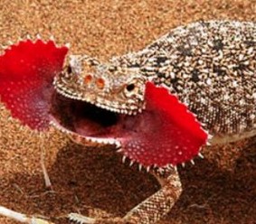 lizard.mouth