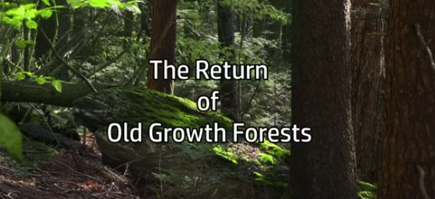 The Return of Old Growth Forest