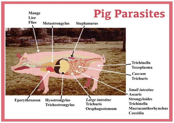 pig-parasites