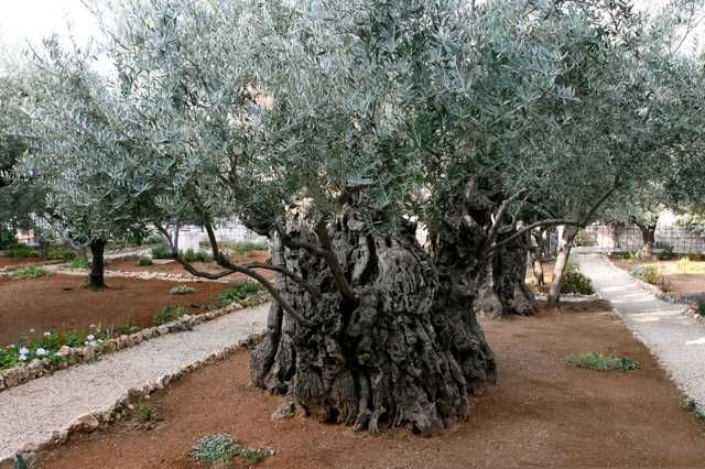 Olive Tree