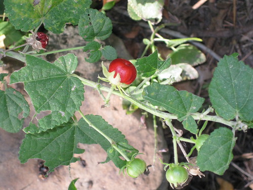 turks.cap.fruit