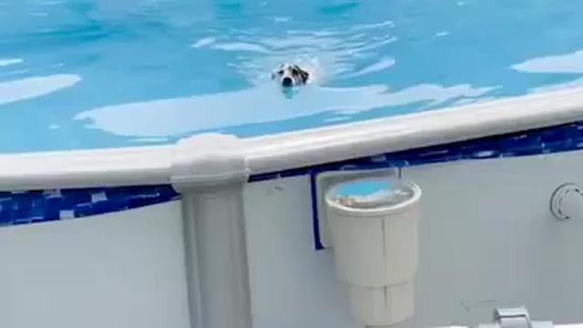 PoolPup