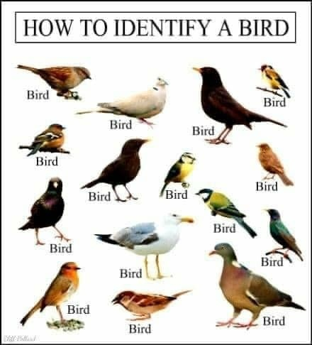 How to identify a bird