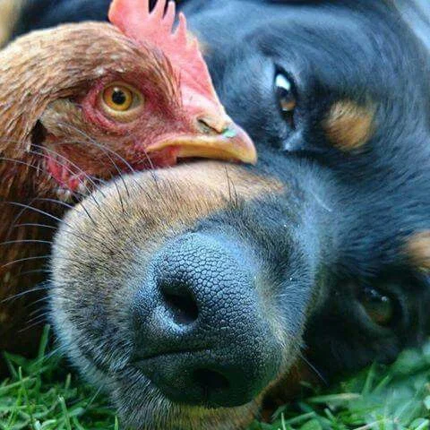 Dog and chicken
